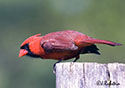 Cardinalis cardinalis